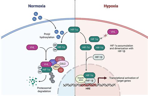 Vhl Tumor Suppressor As A Novel Potential Candidate Biomarker In