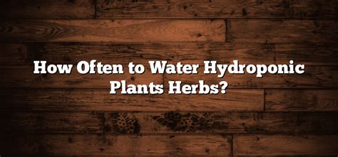 How Often To Water Hydroponic Plants Herbs Inter Culturalu