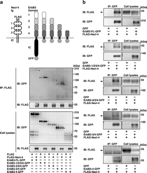 Interaction of Necl-4 with the domain 3 of ErbB3. (a) FLAG-Necl-4 ...