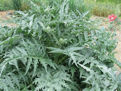 Mary Ann S Country Garden Grow Your Own Artichokes