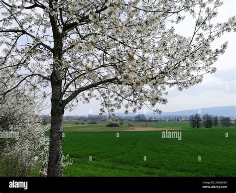 Cherry Blossom Tree On Field Stock Photo - Alamy