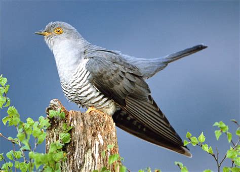 Cuckoo - Animals Photo (30710535) - Fanpop