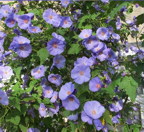 15 Blue Flowering Maple Abutilon Seeds