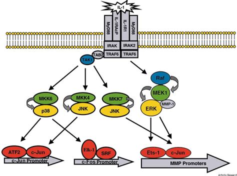 Transcriptional Regulation Of Collagenase Mmp Mmp Genes In