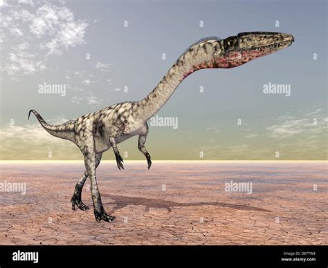 Coelophysis Dinosaurio Fotografías E Imágenes De Alta Resolución Alamy