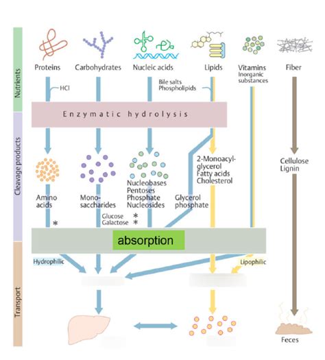 breakdown of molecules diagram Diagram | Quizlet