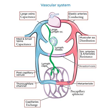 Anatomy And Physiology Glossary Vascular System Overview Ditki Medical And Biological Sciences