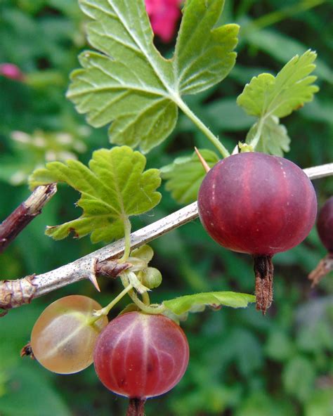 Ribes; Black Currant; Currant, Black; Gooseberry