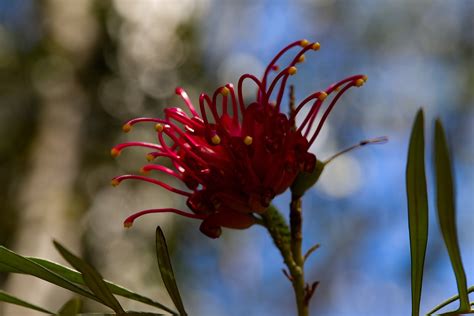 Grevillea Banksii Flower Blue Free Photo On Pixabay Pixabay