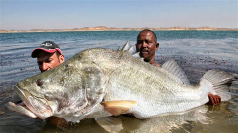 Record Nile Perch River