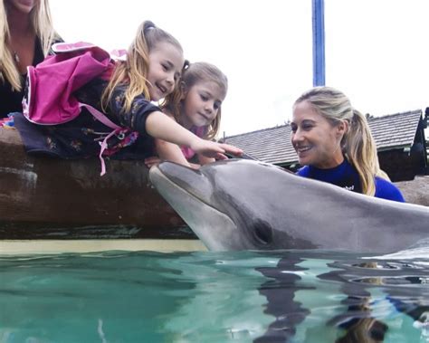 Dolphin Encounter - SeaWorld San Diego - San Diego Travel Blog