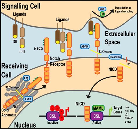 Coordinating Tissue Interactions Notch Signaling In Cardiac