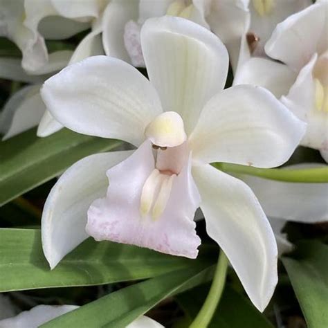 Orchid Cymbidium Sarah Jean Ice Cascade Garden Org