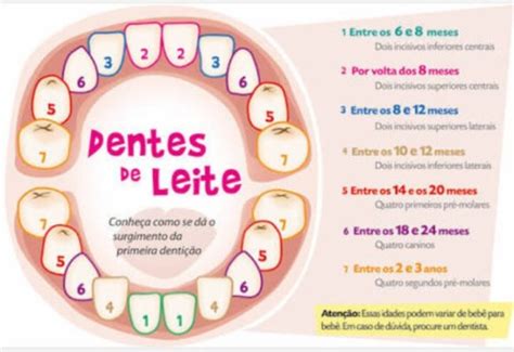 Quanto Tempo Demora Para Crescer Um Dente