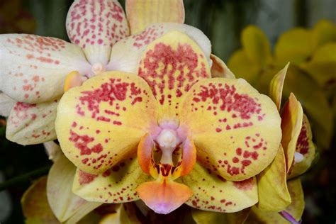 Phalaenopsis Hybrid Grown By J Rg Frehsonke Orchideen Lu