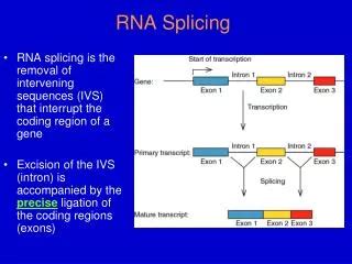 PPT - Splicing RNA: Mechanisms PowerPoint Presentation, free download ...