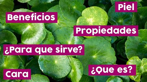 CENTELLA ASIÁTICA Conoces Sus INCREIBLE BENEFICIOS