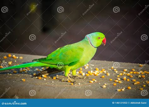 Periquito Verde De Ringneck Del Indio Loro Colorido Que Come La