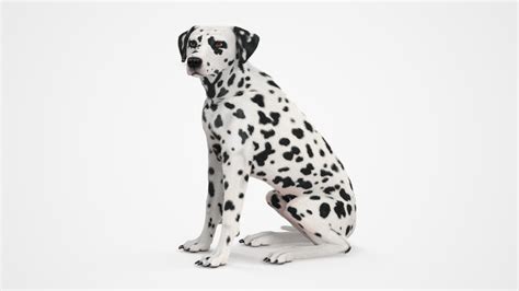 3D Spotted Sitting Dalmatian Dog Fur - TurboSquid 2234976