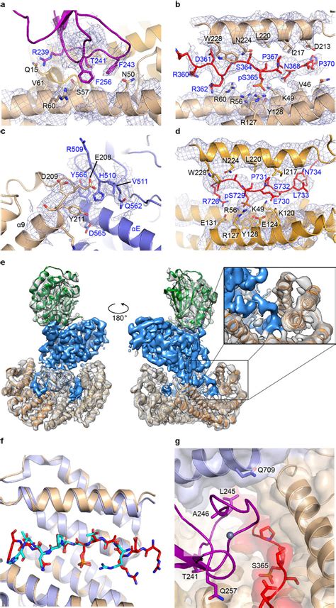 Interactions Of The Dimer With Braf In The Autoinhibited