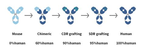 一文了解常用抗体人源化方法 知乎