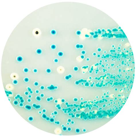 Chromogenic Cronobacter Isolation Agar Biolife Cromogeni