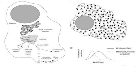 About Peptide Hormone - Assignment Point