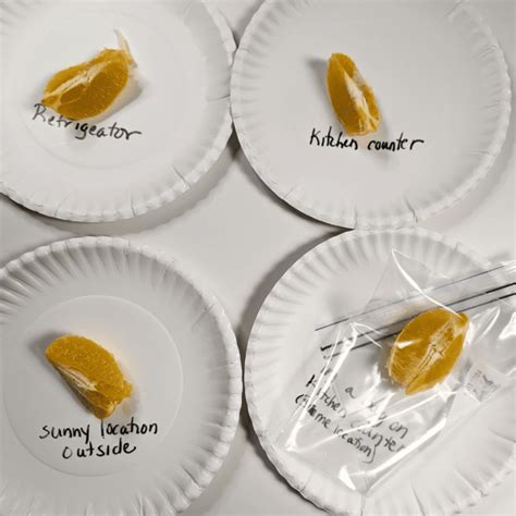 Easy Science Experiments with Oranges - The Homeschool Scientist