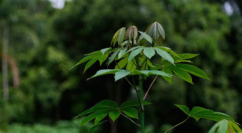 Amazon Rainforest Medicinal Plants