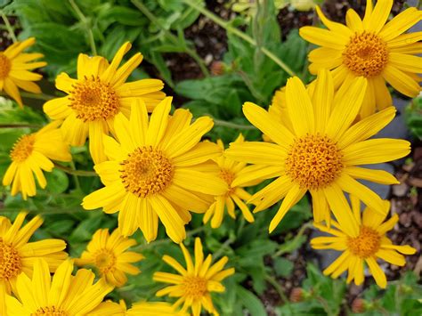 Mountain arnica | plant | Britannica