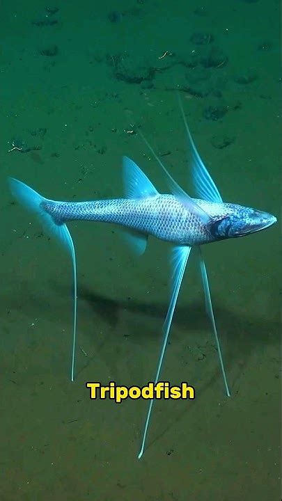 Tripod Fish 😲🐟 - YouTube