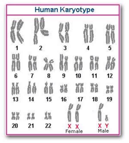 Genes And Variations Flashcards Quizlet