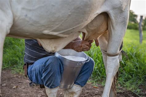 Farmer Milking Milk Cow, Farming Stock Photo - Image of green, meadow ...