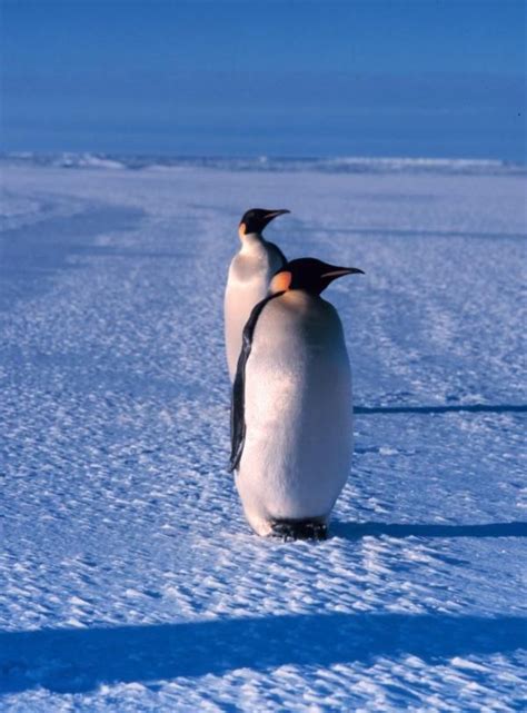 Photos Of Flightless Birds All 18 Penguin Species Live Science