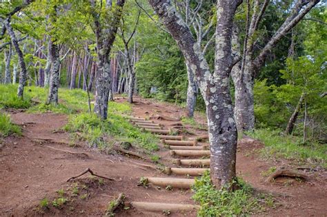 Premium Photo | Wooden steps in woodland garden