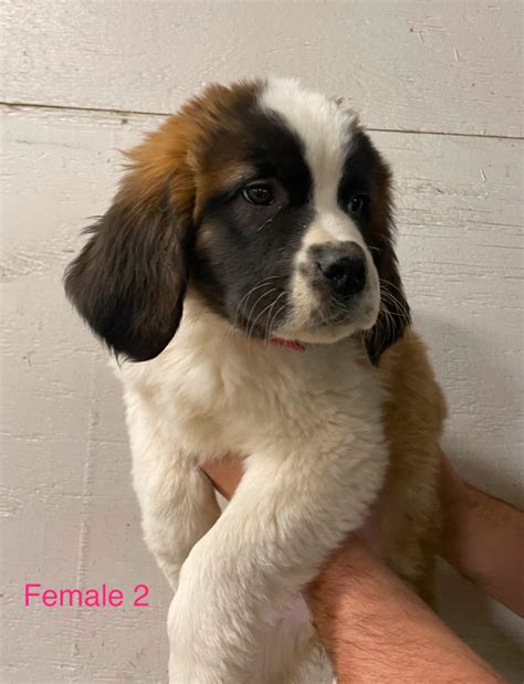 Saint Bernard Puppies for sale | Dogs & Puppies for Rehoming ...