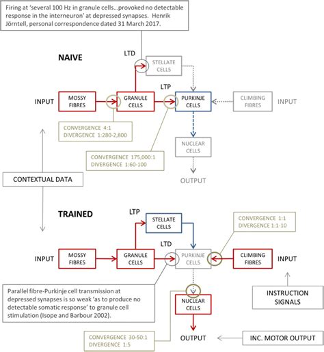 Schematic wiring diagram of the (much simplified) cerebellar circuit ...