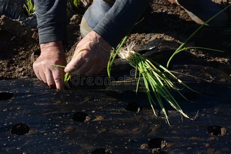 Plantio De Sementes De Cebola Foto De Stock Imagem De Dezembro