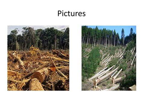 PPT - EFFECTS OF DEFORESTATION ! PowerPoint Presentation, free download ...