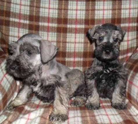 Schnauzers Miniatura Cachorros ANUNCIOS Julio Clasf