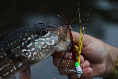 Gt Do Tucunar Vai Fortalecer Pesca Esportiva No Amazonas Portal Do