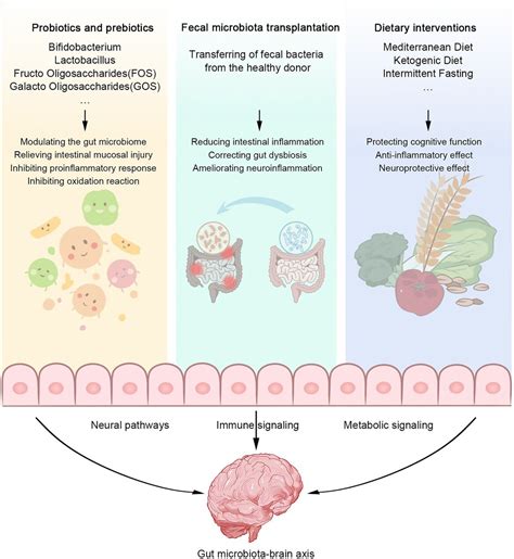 Review highlights hidden gut-brain connection in neurological disorders