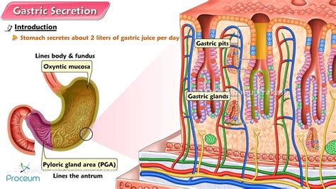 Gastric Acid Secretion Dyspepsia And Peptic Ulcer Disease