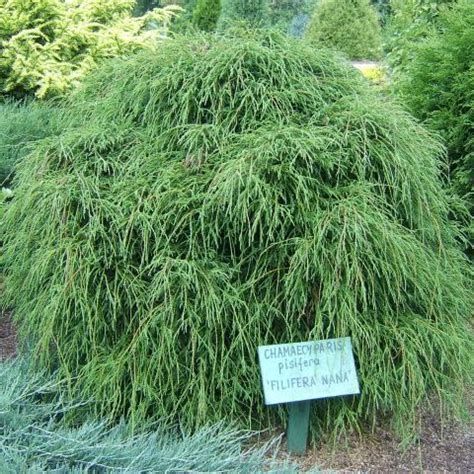 Купить семена Кипарисовик гор. нитчататый. Chamaecyparis pisifera ...
