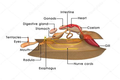 Mollusca Anatomy