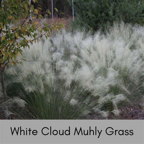 18+ Muhly Grass White Cloud
