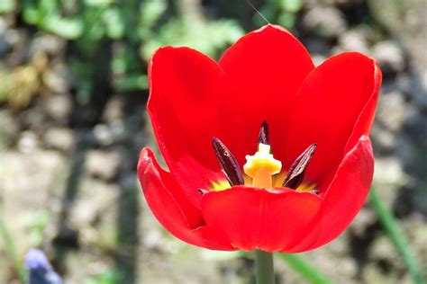 Tulpe tulip aufgeblühte Tulpe Bernd Loos Flickr