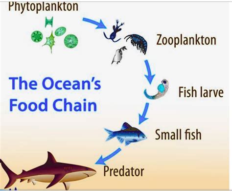 SOLVED: Phytoplankton Zooplankton The Ocean's Food Chain Fish larvae 1 ...