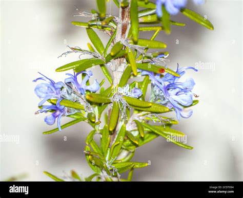 Pianta Di Rosmarinus Officinalis Immagini E Fotografie Stock Ad Alta