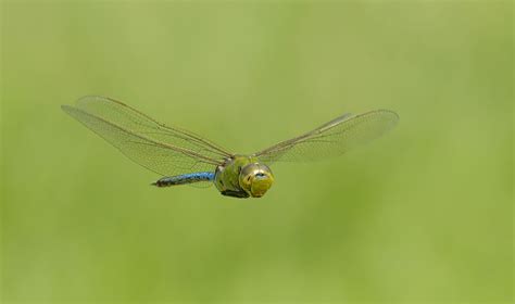 Common Green Darner Dragonfly - #4 by Jim_Zablotny - Macro/Close-up ...